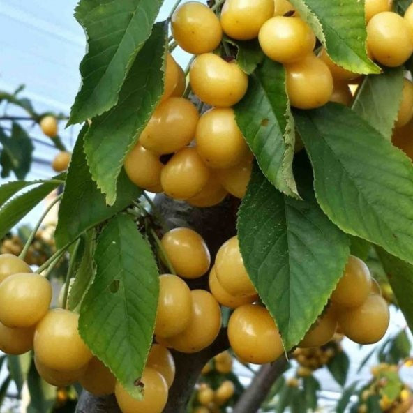 Sarı Kiraz Ağacı Tohumu Beyaz Kiraz Ağacı Tohumu 5 Tohum+Hediye - 2