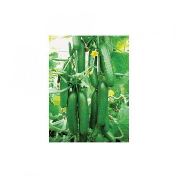 Eko Paket 5 Farklı Salatalık Tohumu + Hediye Tohum - Resim 4