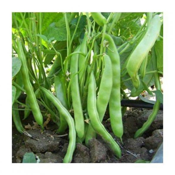 Eko Paket Kılçıksız Yediveren Fasulye Tohumu 100 Tohum+Hediye Toh - Resim 2