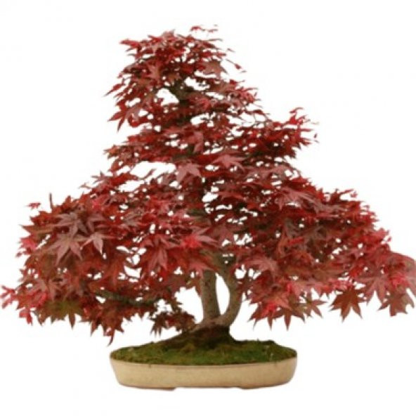 Bodur Bonsai Flamingo Ağacı Tohumu 5 Tohum ToprakSaksıHediye T - 2
