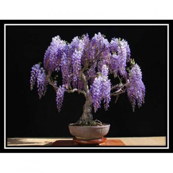 Bodur Bonsai Jakaranda Ağacı Tohumu 5 Tohum + Toprak+Saksı+Hediye - Resim 2