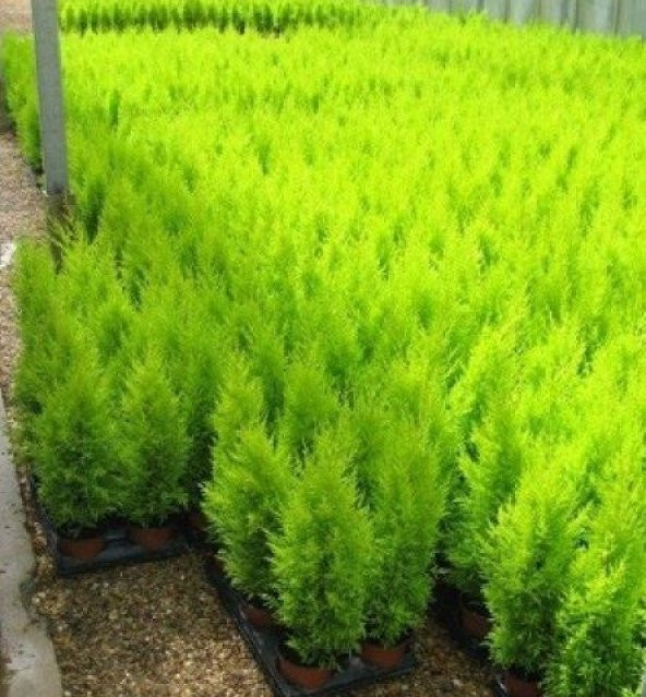 Limon Servi Ağacı Tohumu Servi Limon Ağacı T10 Tohum+Hediye Tohum - Resim 2