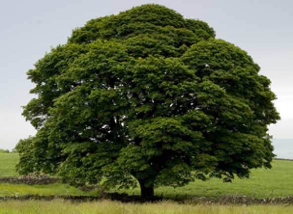 Eko Paket Çınar Ağacı Tohumu 150 Adet Tohum + Süpriz Hediye Bonsa - Resim 3