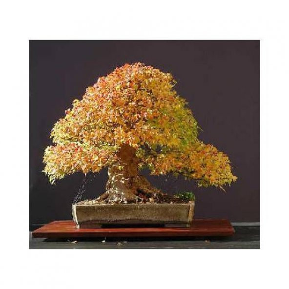 Bodur Bonsai Çınar Ağacı Tohumu Bonsai Tohumu 5 Toh0um+Hediye Toh - 3