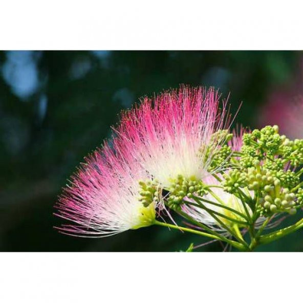 Bonsai Gülibrişim Ağacı Tohumu 5 tohum + Set Toprak + Saksı+Hediy - Resim 2