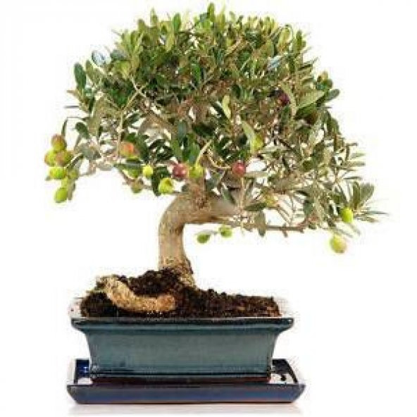 Bodur Bonsai Zeytin Ağacı Tohumu 3 Tohum + Toprak + Saksı+Hediye - 2