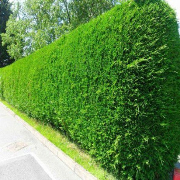 Çit Mazı Tohumu Çit Mazısı Tohumu 25 Tohum + Hediye Tohum - Resim 2