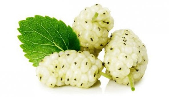 Beyaz Dut Tohumu Beyazdut Tohumu Ak Dut Tohumu 5 Tohumu+Hediye To - Resim 3