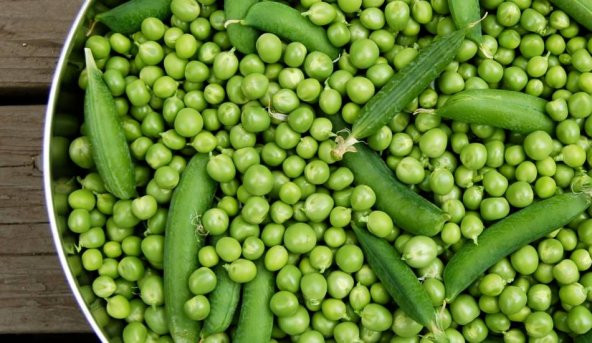 Bezelye Tohumu Geleneksel Bezelye Tohumu 20 Tohum+Hediye Toh - Resim 3