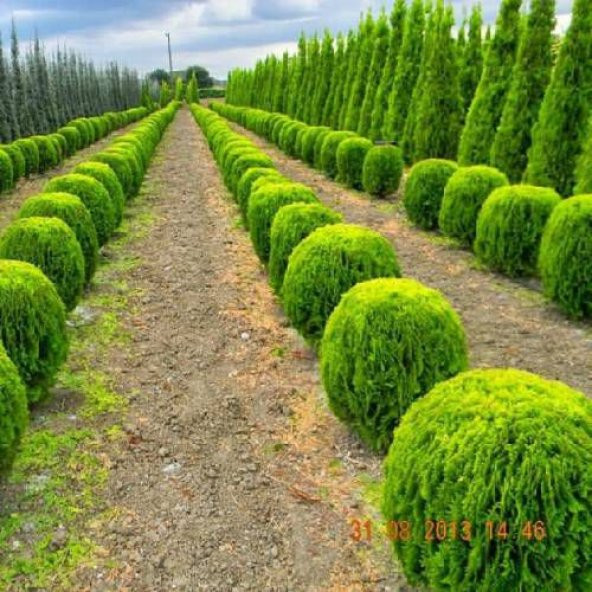 Çit Mazı Tohumu Çit Mazısı Tohumu 25 Tohum + Hediye Tohum - Resim 3