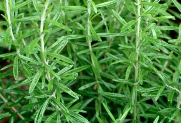 Biberye Tohumu Rosmarınus Tohumu 25 Tohum + Süpriz Hediye Tohum - Resim 2