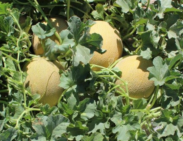 İri Bal Ananas Kavunu Tohumu Kavun Tohumu 15 Tohum+Hediye Tohum - 4