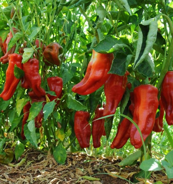 Çok Acı Urfa İsot Biberi Tohumu Biber Tohumu 15 Tohumu+Hediye Toh - Resim 3