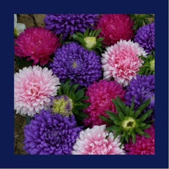 Kontur Çiçeği Tohumu Çiçek Tohumu 10 Tohum +Toprak+Saksı+Hediye T - Resim 2