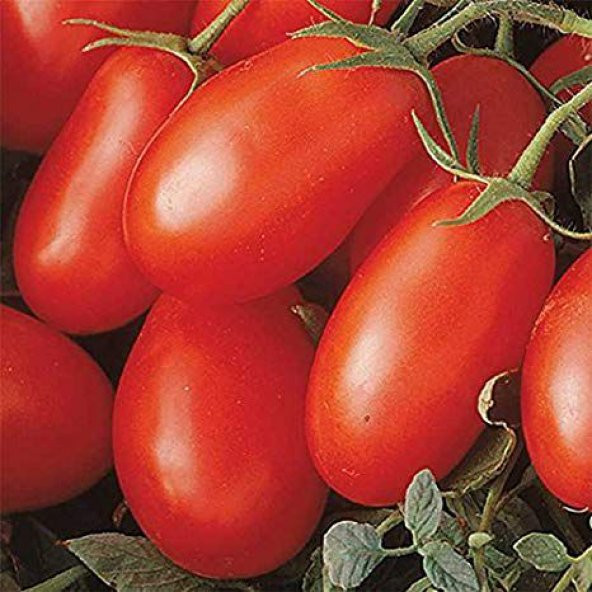 Eko Paket Çerez Domates Tohumu Atıştırmalık Domates 25 Tohum+Hedi - 1