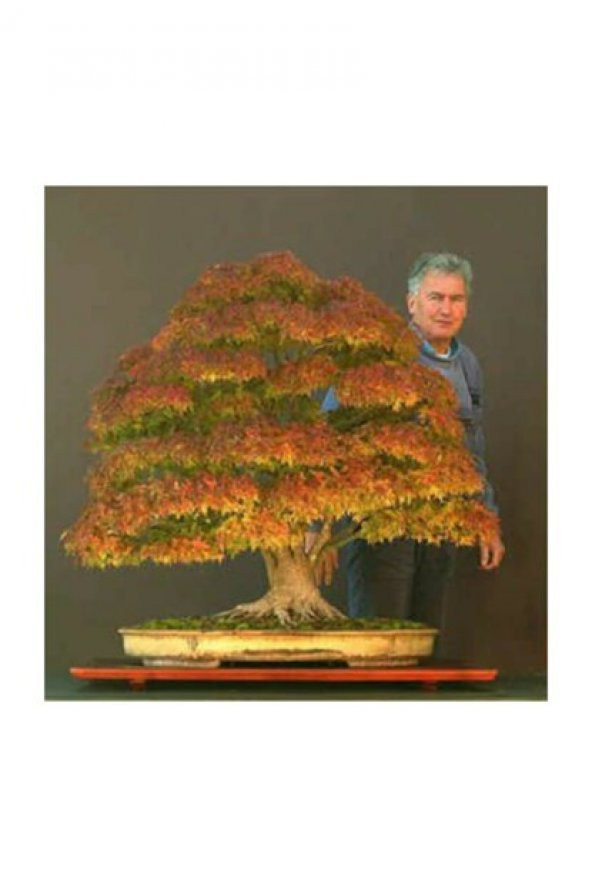 Bodur Bonsai Çınar Ağacı Tohumu 5 Tohum + Saksı + Toprak+Hediye T - 7