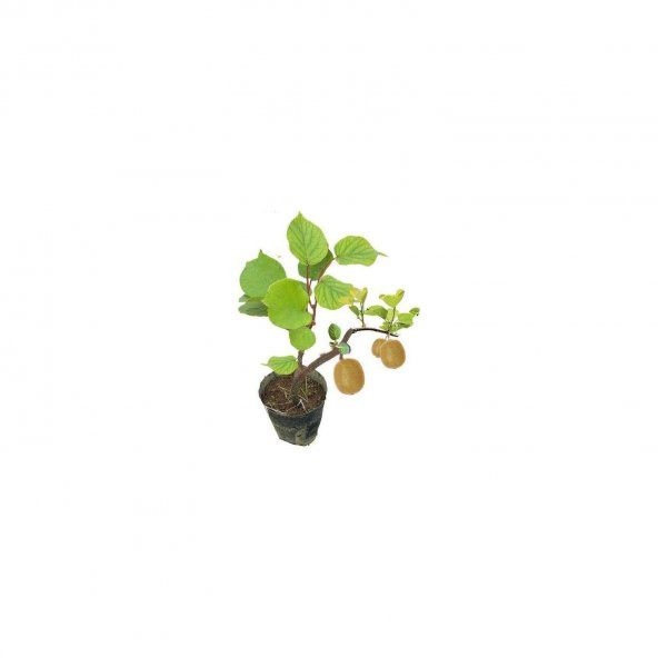 Bodur Kivi Bonsai Ağacı Tohumu 5 Tohum + Saksı + Toprak+Hediye To - 2