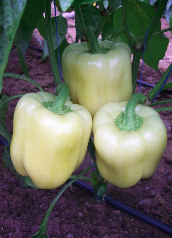 Süper paket Beyaz Tatlı Dolmalık Biber Tohumu 150 Tohum+Hediye To - Resim 3