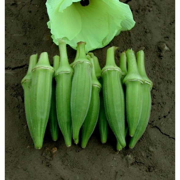 Eko Paket Sultani Bamya Tohumu 100 Tohum + Süpriz Hediye Tohum - Resim 2