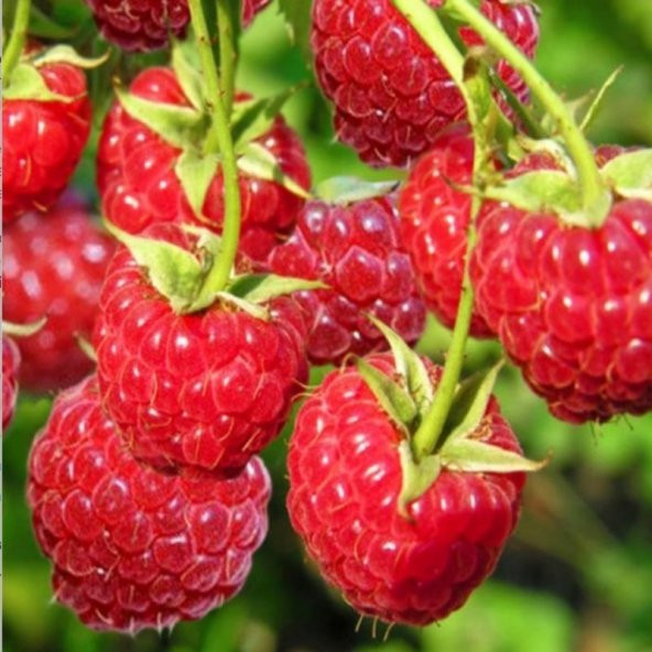 Ahududu Tohumu Frambuaz Tohumu Böğürlen Tohumu 10 Tohum+Hediye To - Resim 3