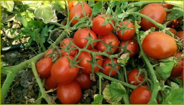 Çerez Domates Tohumu Atıştırmalık Domates Tohumu 10 Tohum+Hediye - Resim 3