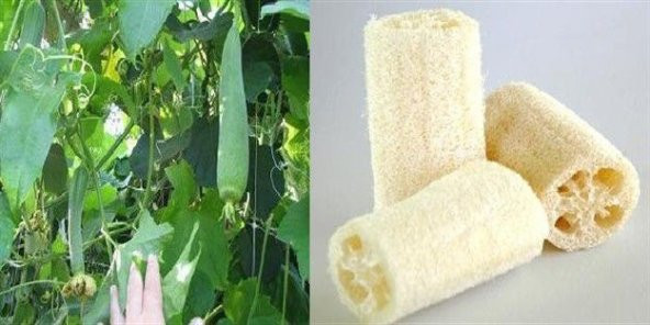 Eko Paket Lif Kabak Tohumu Lif Kabağı Tohumu 25 Tohum+Hediye Toh - 2