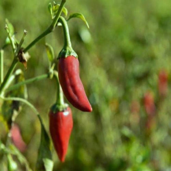 Acı Burbiye Biber Tohumu Yediveren Biber 25 Tohum+Saksı+Toprak+He - Resim 2