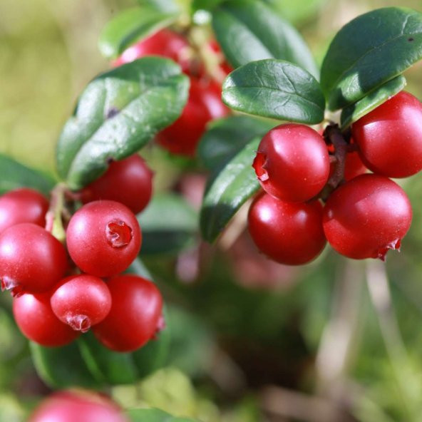 Cranberry Tohumu Turna Yemişi Tohumu 5 Tohum+Sakıs+Toprak+Hediye - Resim 2