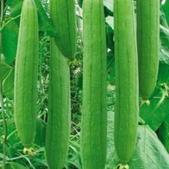 Eko Paket Lif Kabak Tohumu Lif Kabağı Tohumu 25 Tohum+Hediye Toh - 3