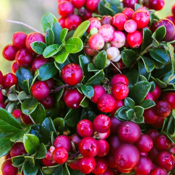 Cranberry Tohumu Yaban Mersini Turna Yemişi Tohumu 5 Tohum+Hediye - 3
