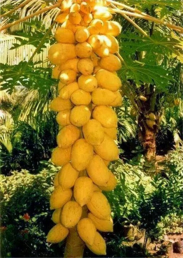Eko Paket Tropikal İthal Papaya Ağacı Tohumu 15 Tohum+Hediye Tohu - 3