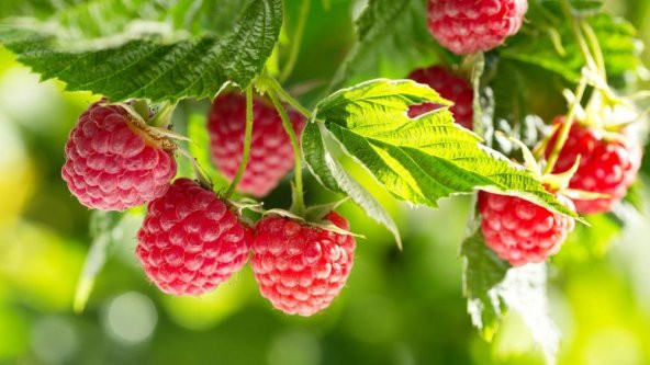 Eko Paket Ahududu Tohumu Frambuaz Böğürlen Tohumu 40 Tohum+Hediye - Resim 2
