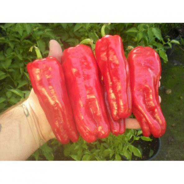 Çok Acı Urfa İsot Biberi Tohumu 15 Tohumu + Saksı + Toprak+Hediye - Resim 2