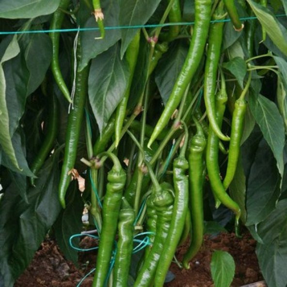 Sivri Acı Demre Biber Tohumu 20 Tohum+Saksı+Toprak+HEdiye + Tohum - Resim 3