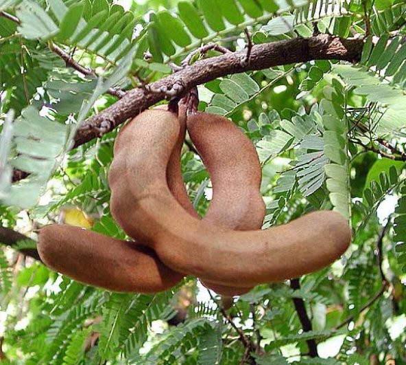 Eko Paket Tropikal Demir Hindi Meyvesi Sweet Tamarind 15 Tohum+He - 2