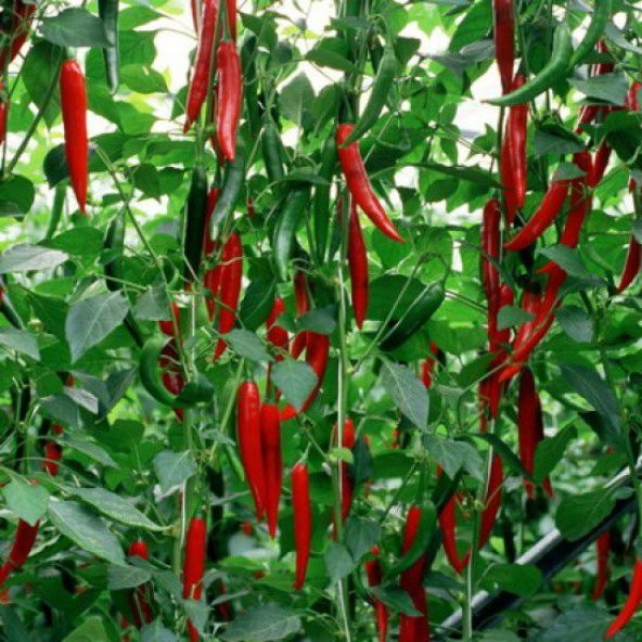 Şili Biberi Tohumu Acı Chili Biber Tohumu 20 Tohum+Saksı+Toprak+H - 3