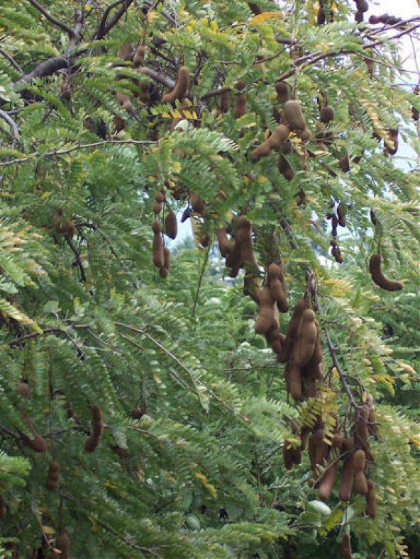Eko Paket Tropikal Demir Hindi Meyvesi Sweet Tamarind 15 Tohum+He - 3