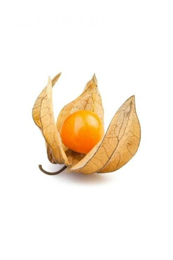 Tropikal Güney Feneri Tohumu 5 Tohum + Spriz Hediye Tohum - Resim 3