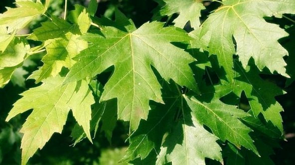 Çınar Ağacı Tohumu 20 Adet Tohum + Toprak + Saksı +Süpriz Hediye - 2