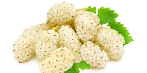 Beyaz Dut Tohumu Beyazdut Tohumu 5 Tohumu+Saksı+Toprak+Hediye Toh - 3