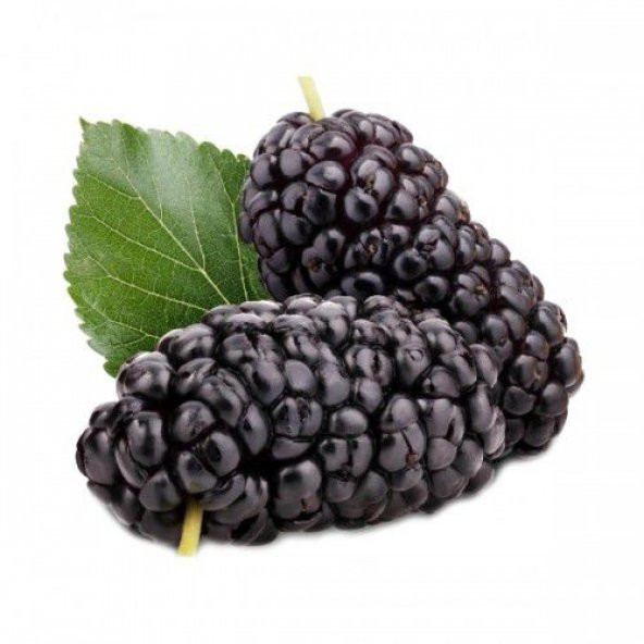 Dev Karadut Tohumu Kara Dut Tohumu+Saksı+Toprak+Hediye Tohum ürün görseli