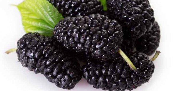 Dev Karadut Tohumu Kara Dut Tohumu+Saksı+Toprak+Hediye Tohum - Resim 2