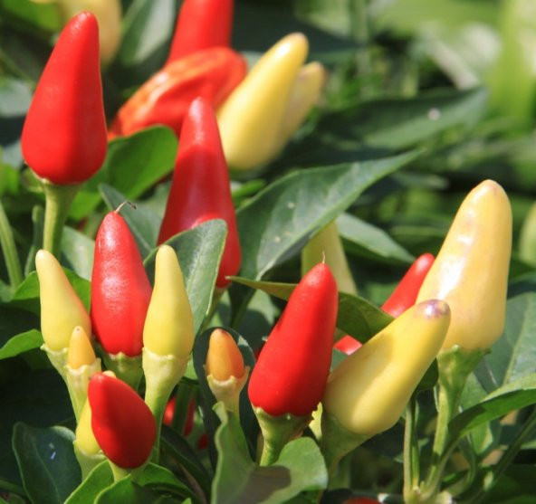 Süper Paket Acı Burbiye Biber Tohumu Yediveren Biber 250 Tohum+He ürün görseli