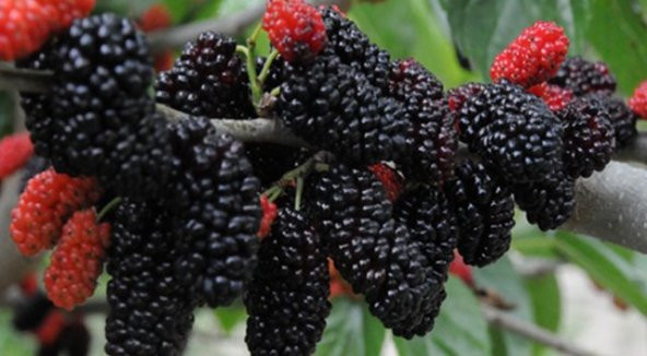 Dev Karadut Tohumu Kara Dut Tohumu+Saksı+Toprak+Hediye Tohum - Resim 3