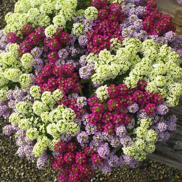 Kraliyet Halısı Tohumu Alyssum Flower Tohumu 5 Tohum+Hediye Tohum - Resim 2