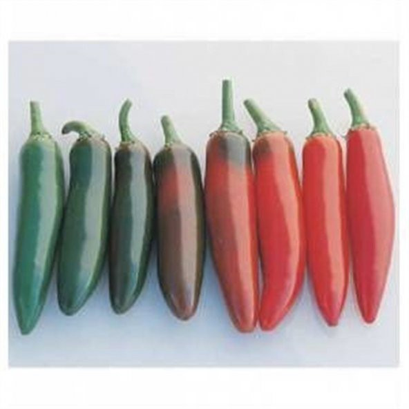 Meksika Biberi Tohumu Acı Jalapeno Biberi 10 Tohum+Saksı+Tohum+He