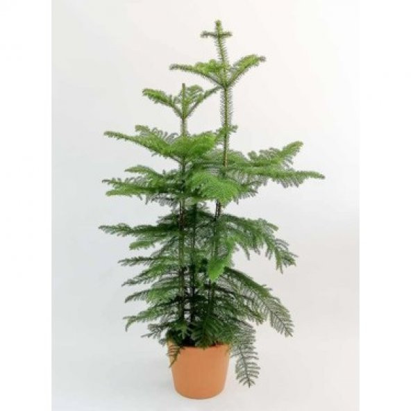 Eko Paket Arakorya Çamı Ağacı Salon Çamı Ağacı Tohumu 15 Tohum+He - 2