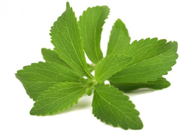 Şeker Otu Tohumu Stevia Tohumu 15 Tohum+Saksı+Toprak+Hediye Tohum - Resim 2