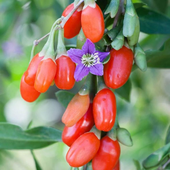 Goji Berry Tohumu Kurt Üzümü Tohumu 15 Tohum+Saksı+Toprak+Hediye - 3