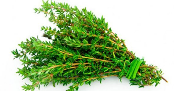 Kekik Tohumu Aromatik Dağ Kekiği tohumu 20 Tohum+Saksı+Toprak+Hed